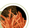 crocoite